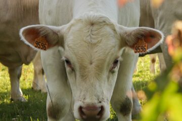 Une vache