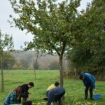 chantier ramasssage de pommes