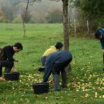 chantier ramasssage de pommes